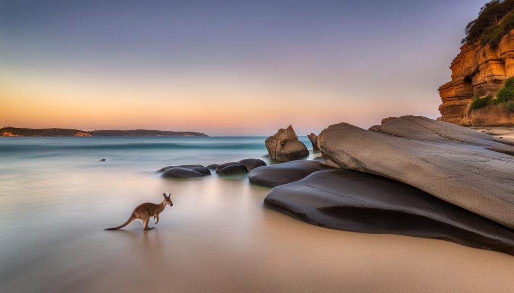 Kangaroo at Pebbly Beach